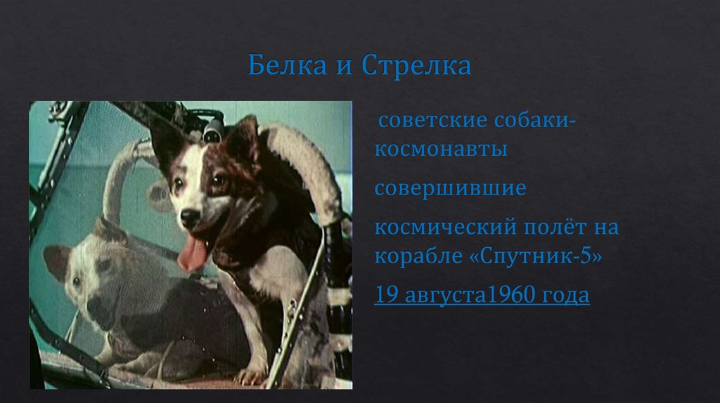 Белка и Стрелка