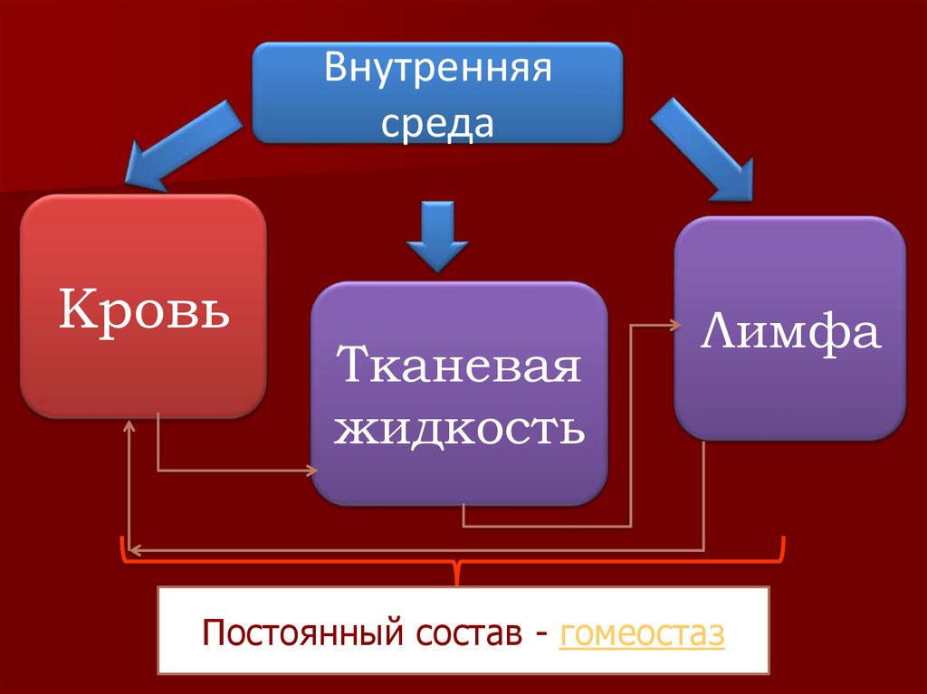 Внутренняя среда организма гомеостаз