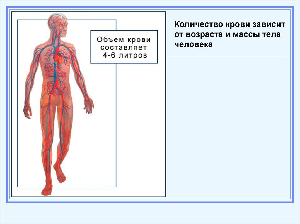 Общее количество крови в организме человека. Сколько литров крови в человеке. Объем крови человека. Количество крови в теле человека.