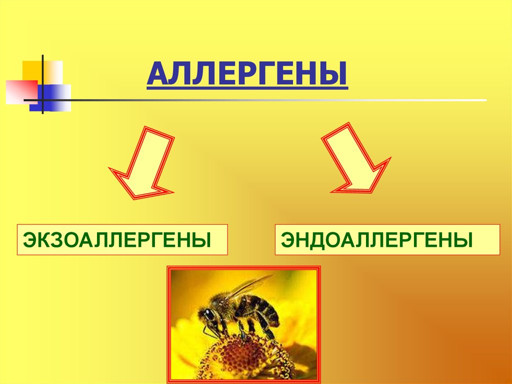 Виды аллергенов. Эндоаллергены. Эндоаллергены патофизиология. Экзоаллергенами являются. К экзоаллергенам относятся.