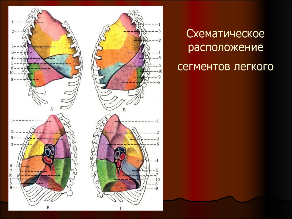 Язычковые сегменты левого. 4 Сегмент легкого. Бронхолегочные сегменты анатомия. Сегмент s9 правого легкого. 6 Сегмент левого легкого.
