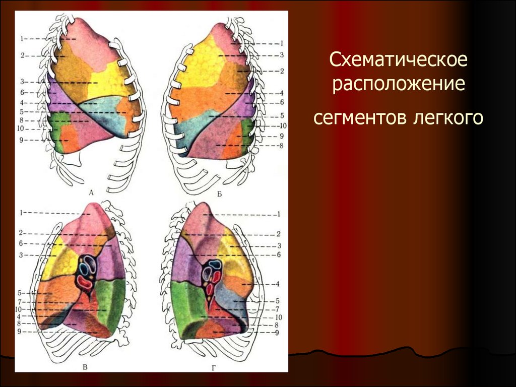 Нижние сегменты легкого. 4 Сегмент легкого. Бронхолегочные сегменты анатомия. Сегмент s9 правого легкого. 6 Сегмент левого легкого.