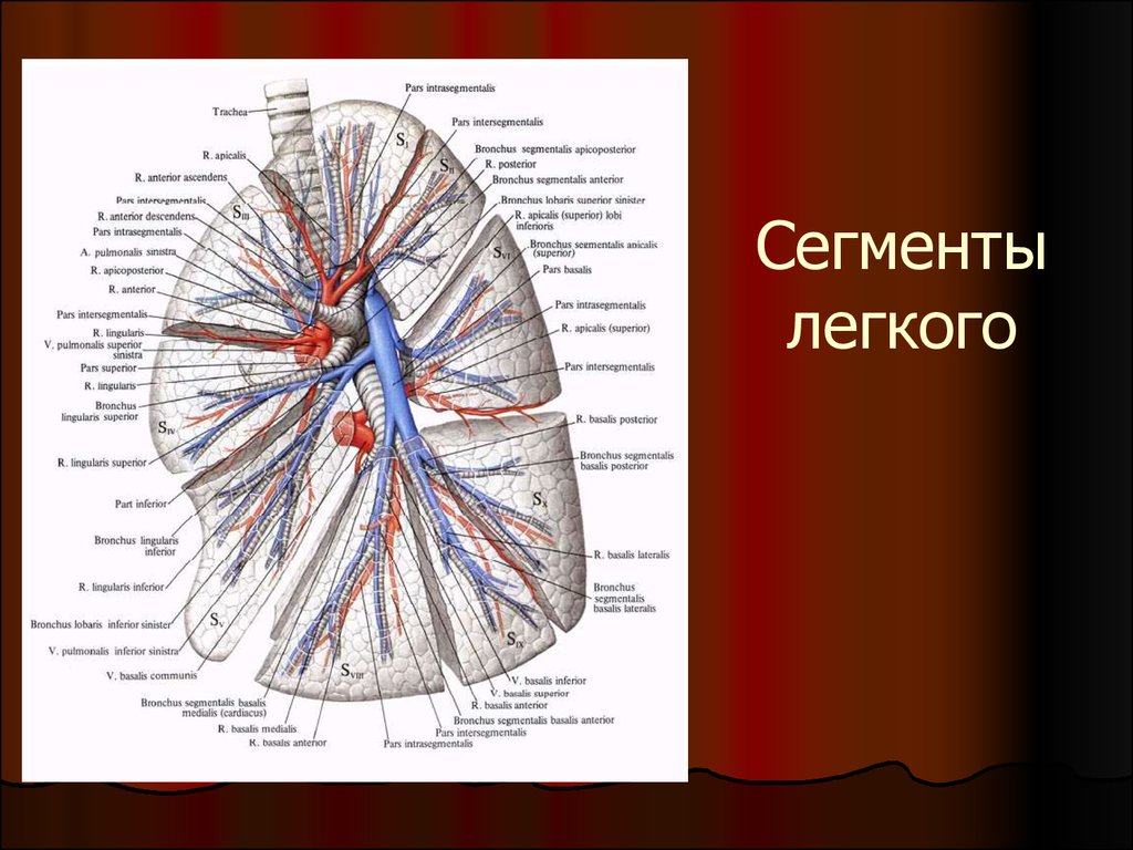 Ветви в легких. Легочные артерии анатомия. Сегменты правого легкого. Сегментарные сосуды легких. Кровоснабжение бронхов и легких.