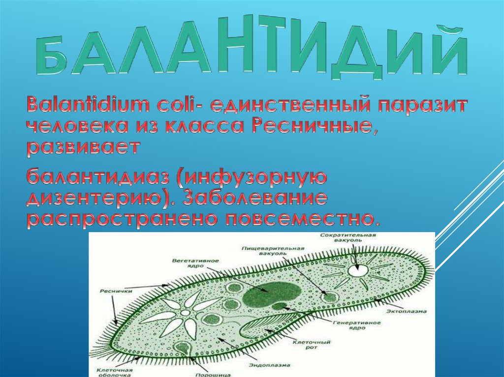 Балантидий строение рисунок