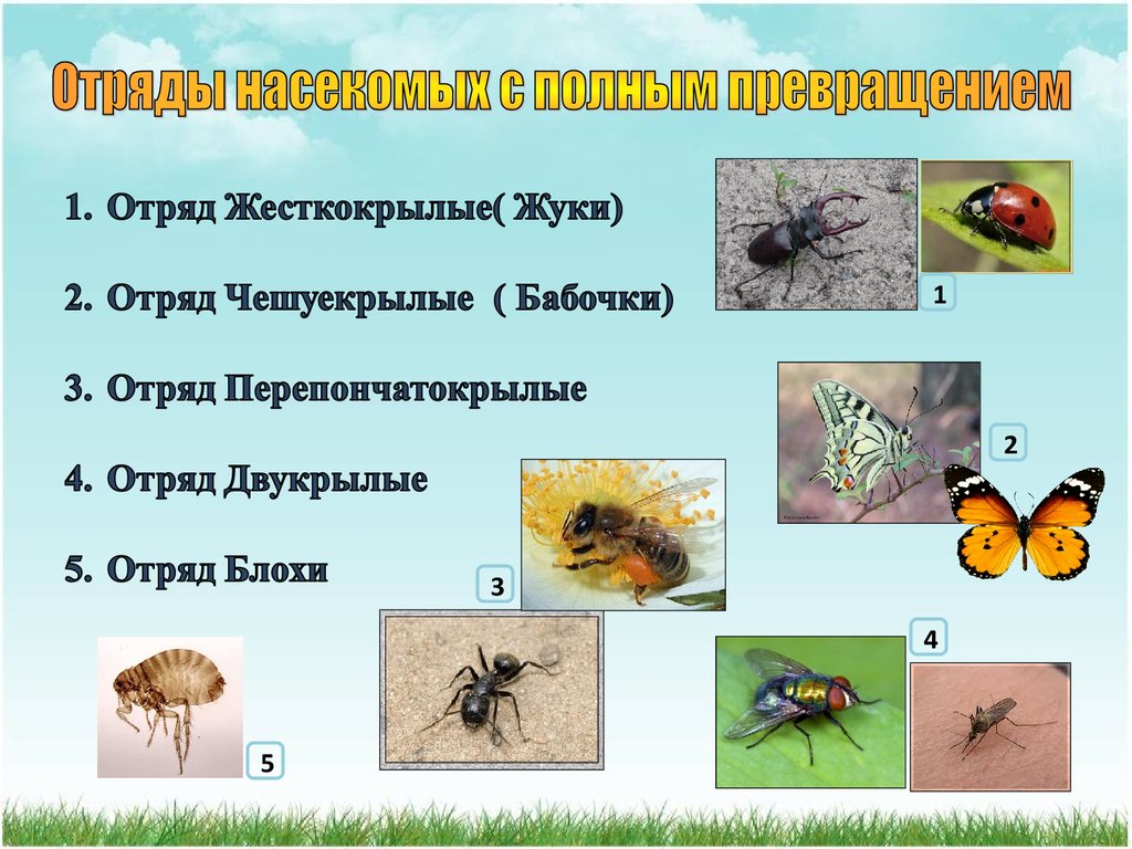 Дать характеристику насекомые с полным превращением