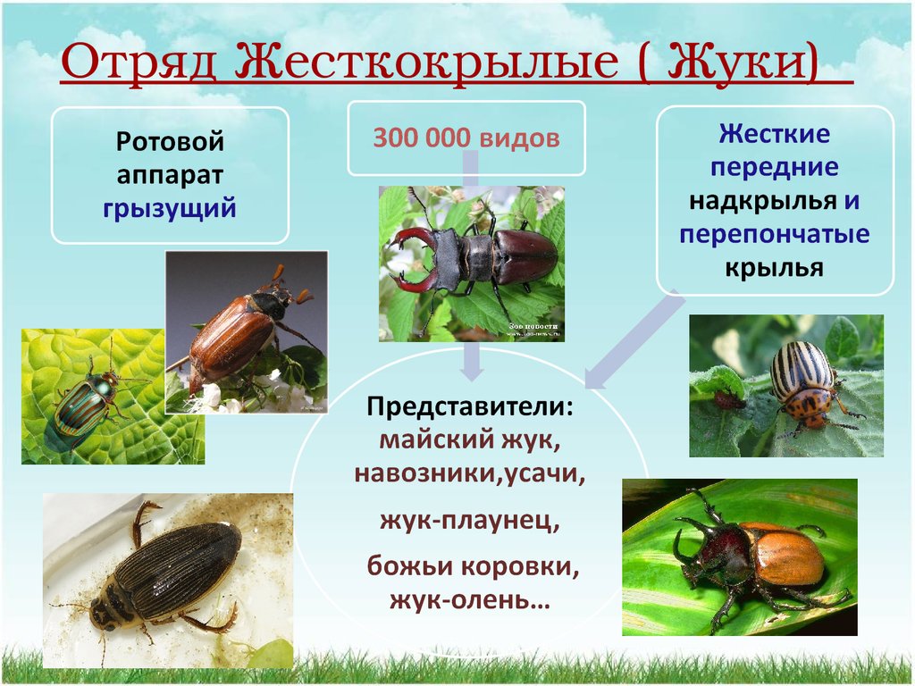 Питание насекомых. Отряд жесткокрылые жуки. Представители Жуков или жесткокрылых. Жуки или жесткокрылые таблица. Отряд жесткокрылые среда обитания.
