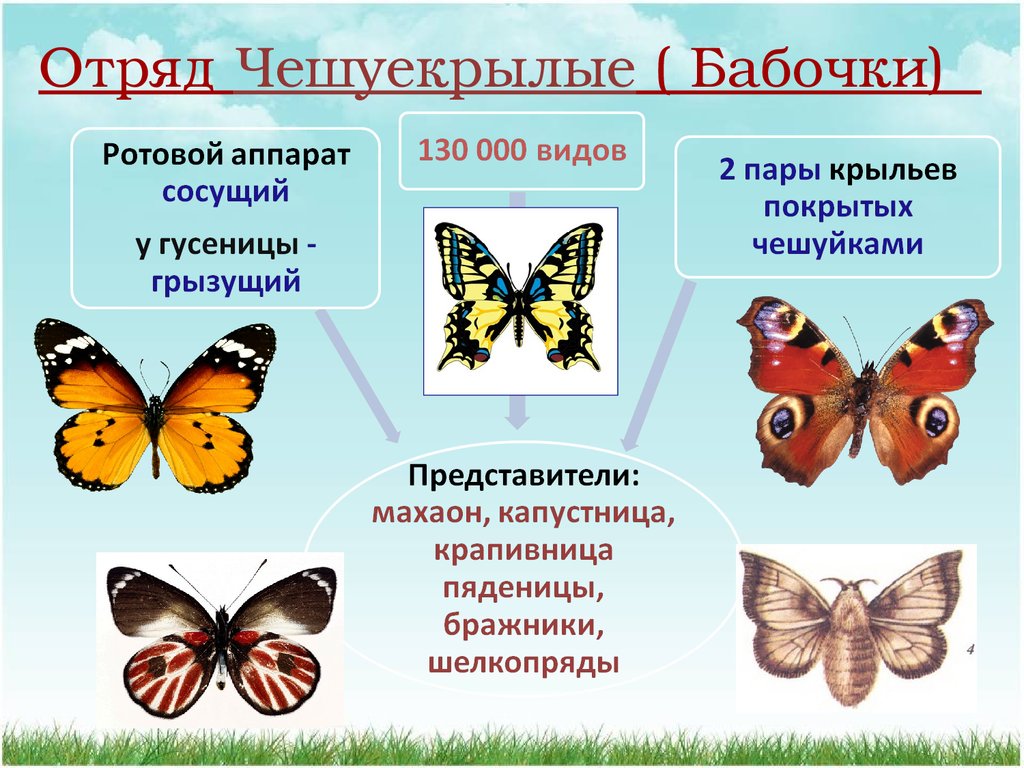 Бабочки относятся к группе. Отряд чешуекрылые бабочки. Чешуекрылые бабочки представители. Тип развития отряда бабочки или чешуекрылые. Отряд чешуекрылые класс бабочки.