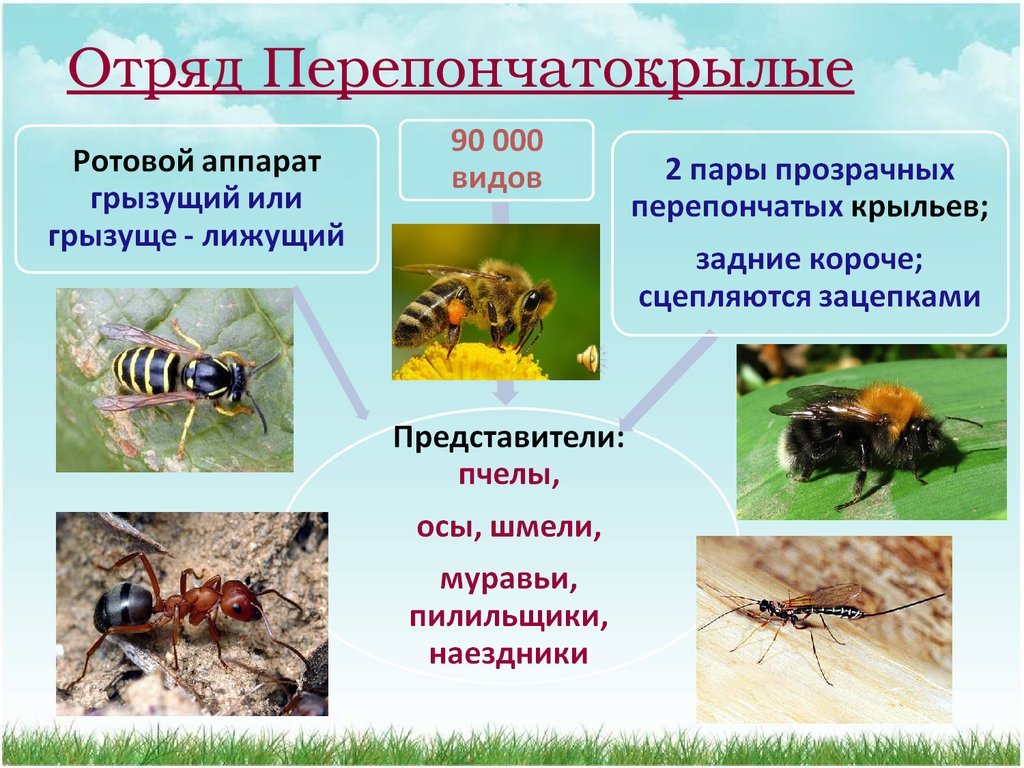 Перепончатокрылые представители. Перепончатокрылые представители отряда. Перепончатокрылые ротовой аппарат. Класс насекомые отряд Перепончатокрылые представители. Представители перепончатокрылых.