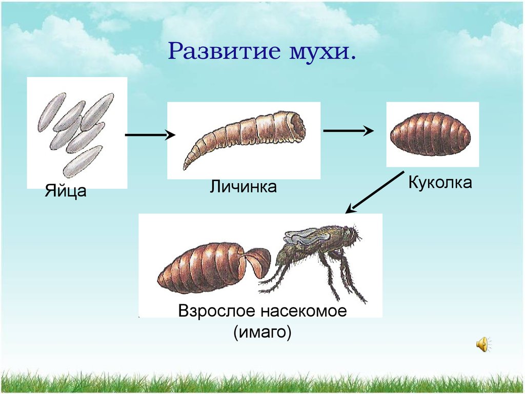 Стадии развития насекомых. Яйцо личинка личинка Имаго. Яйцо личинка куколка Муха. Яйцо личинка куколка Имаго. Цикл развития комнатной мухи.