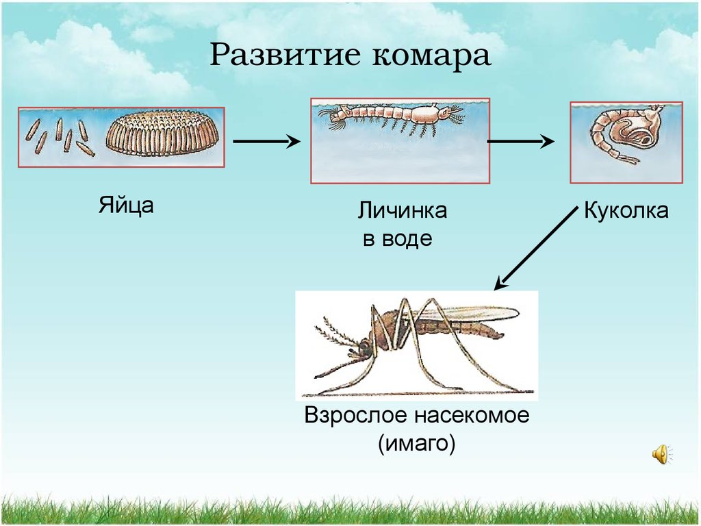 Какой тип развития у комара. Яйцо личинка куколка Имаго комара. Стадии развития комара. Стадии развития личинки комара. Этапы развития комаров.