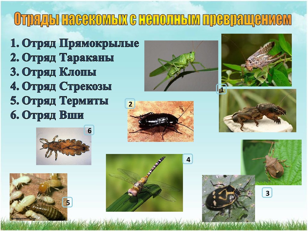Дать характеристику насекомые с полным превращением