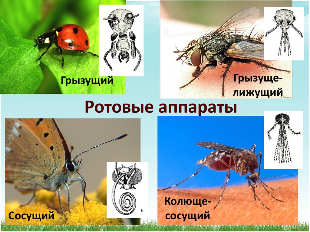 Насекомые. Типы развития насекомых - презентация онлайн