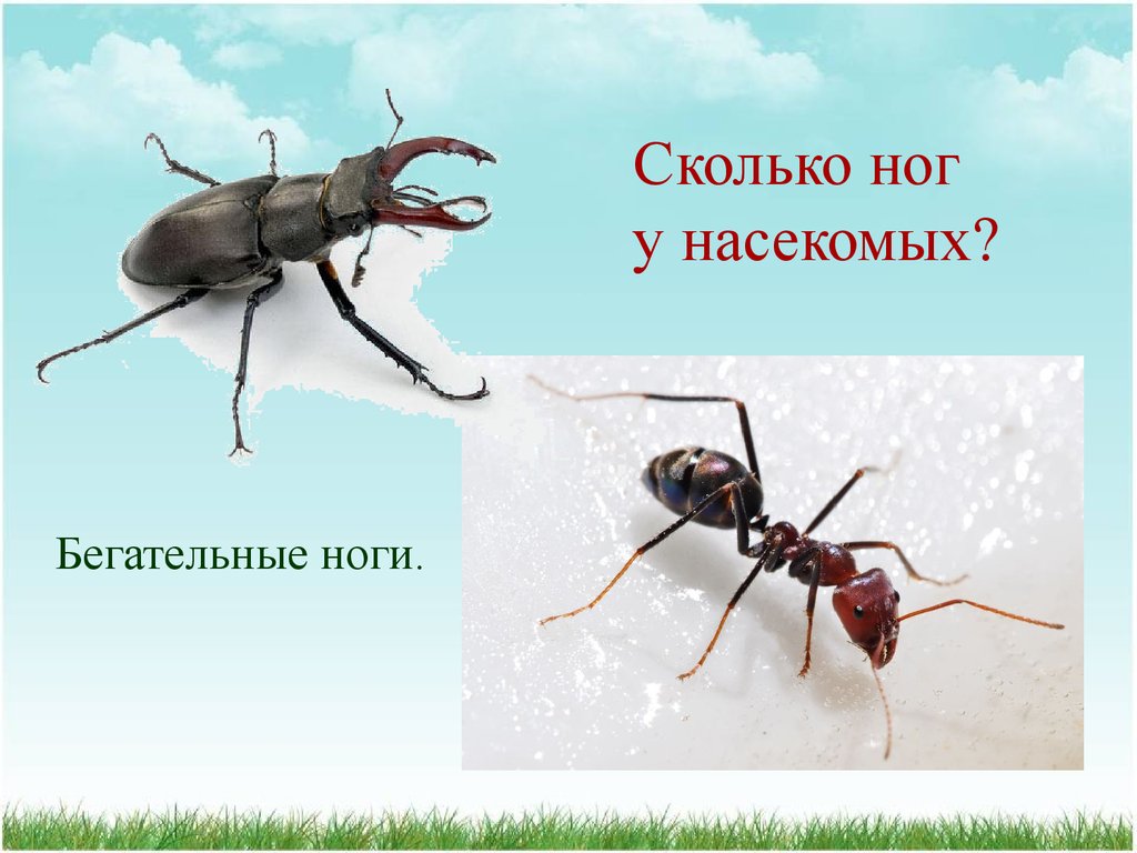 Сколько ног у насекомых. Сколько НОК У насикомых. Количество конечностей у насекомых. Пары ног у насекомых.