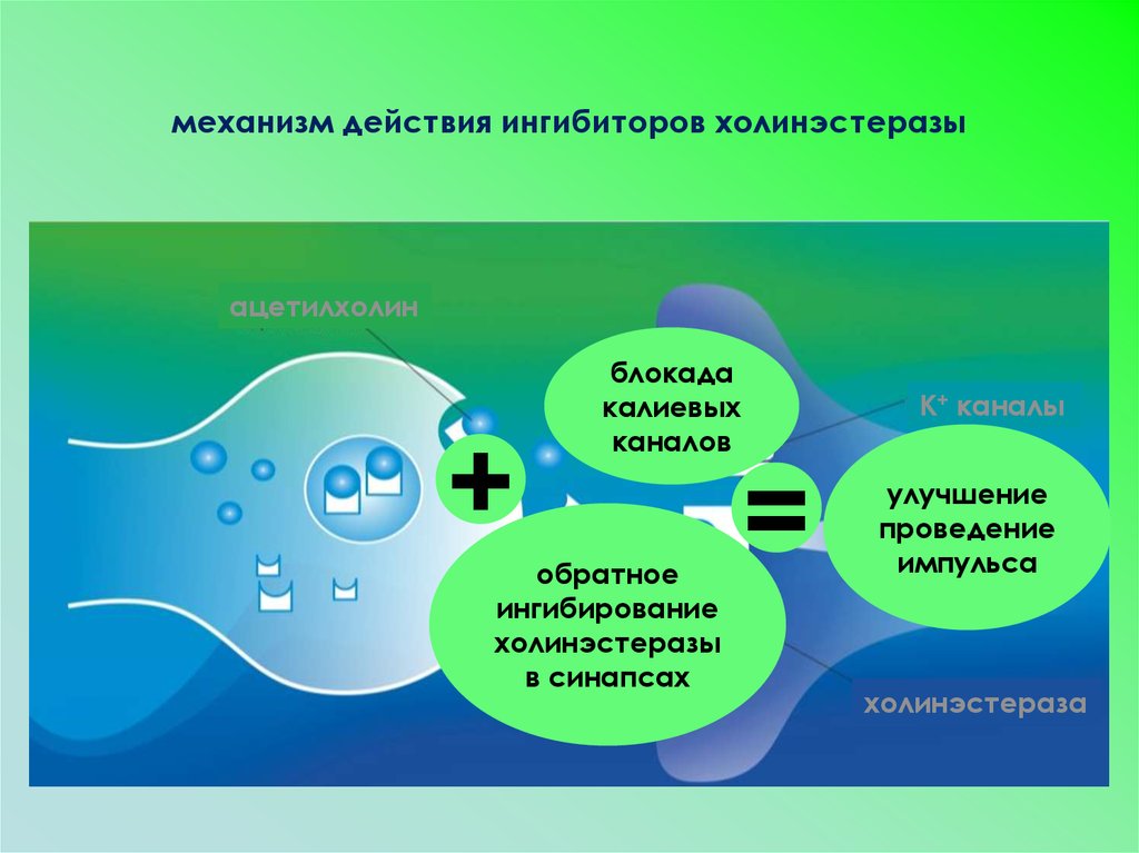 Механизм ингибиторов. Механизм действия холинэстеразы. Ингибиторы холинэстеразы. Ингибиторы холинэстеразы механизм действия. Ингибитор холинэстеразы механизм.