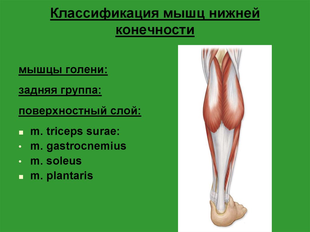 Подошвенная мышца голени. Мышцы нижних конечностей голень. Задняя группа мышц нижней конечности. Мышцы голени задняя группа трехглавая мышца голени. Задние поверхностные мышцы голени.