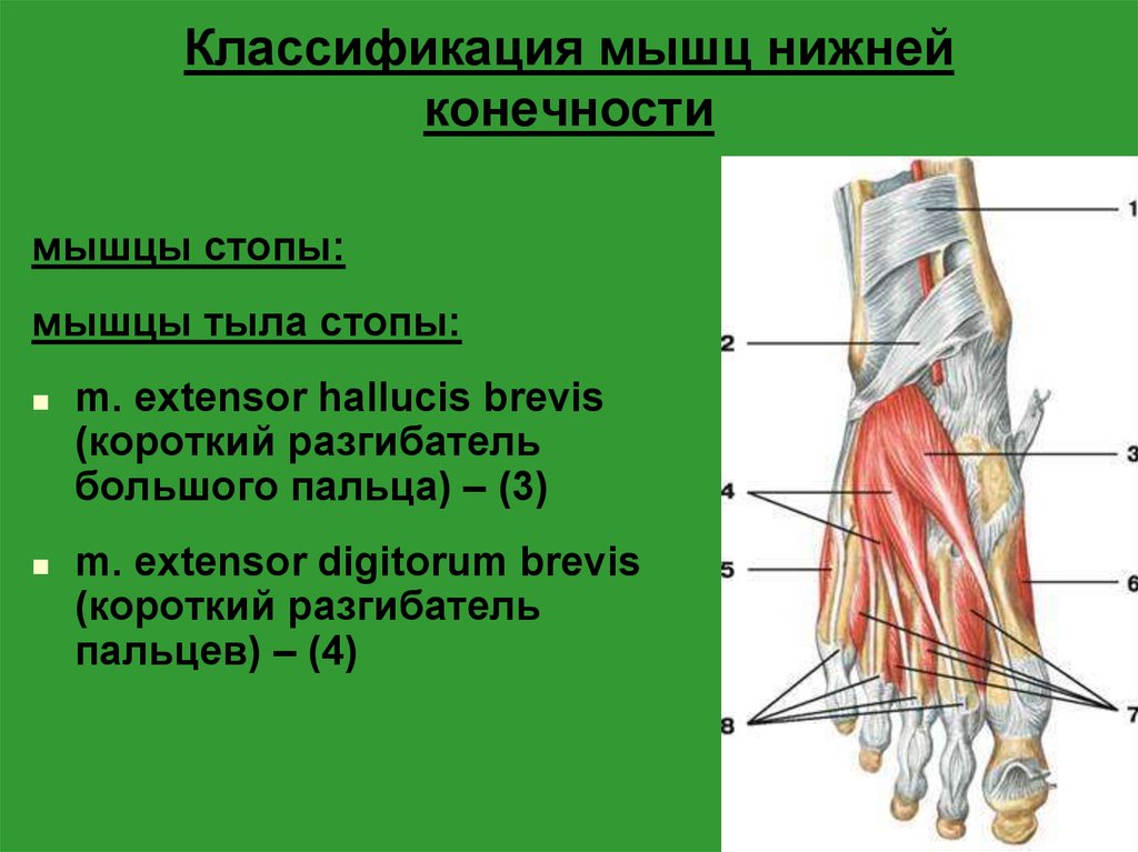 Мышцы нижней стопы