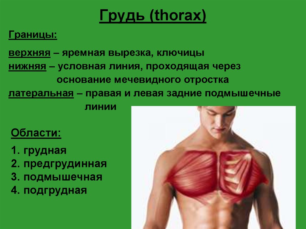 Площадь поверхности грудной клетки у человека. Границы области груди. Области грудной клетки. Области груди анатомия. Границы грудной клетки.