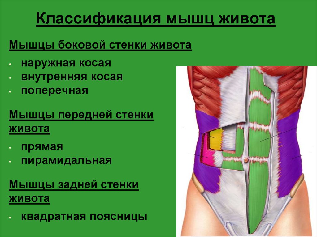 Толстая брюшная стенка. Передняя группа мышц живота анатомия. Переднебоковая стенка живота мышцы. Передняя брюшная стенка мышцы анатомия. Мышцы участвующие в образовании передней стенки живота.