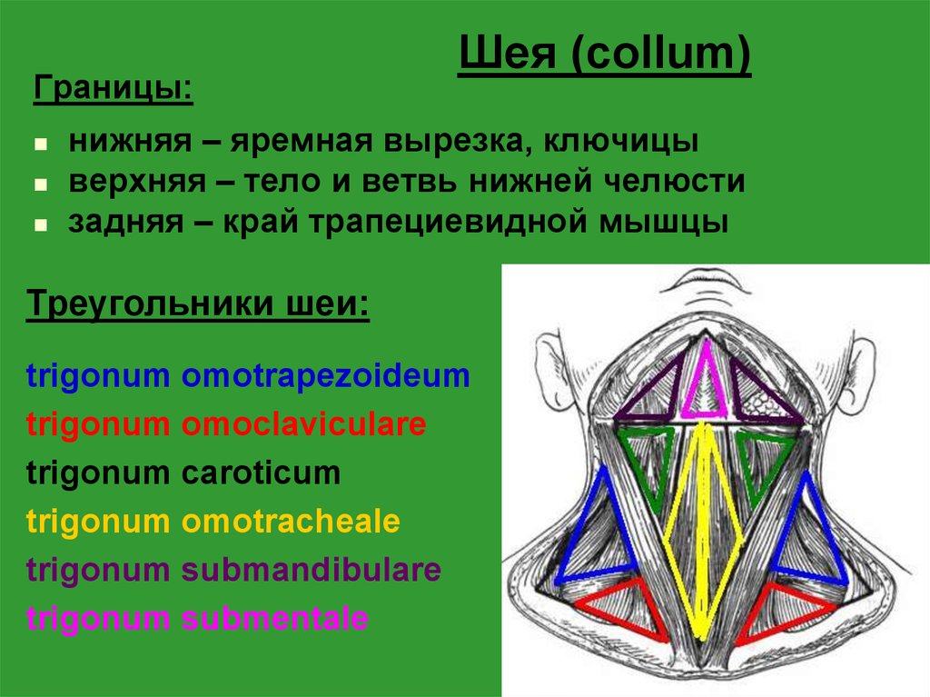 Треугольники шеи схема