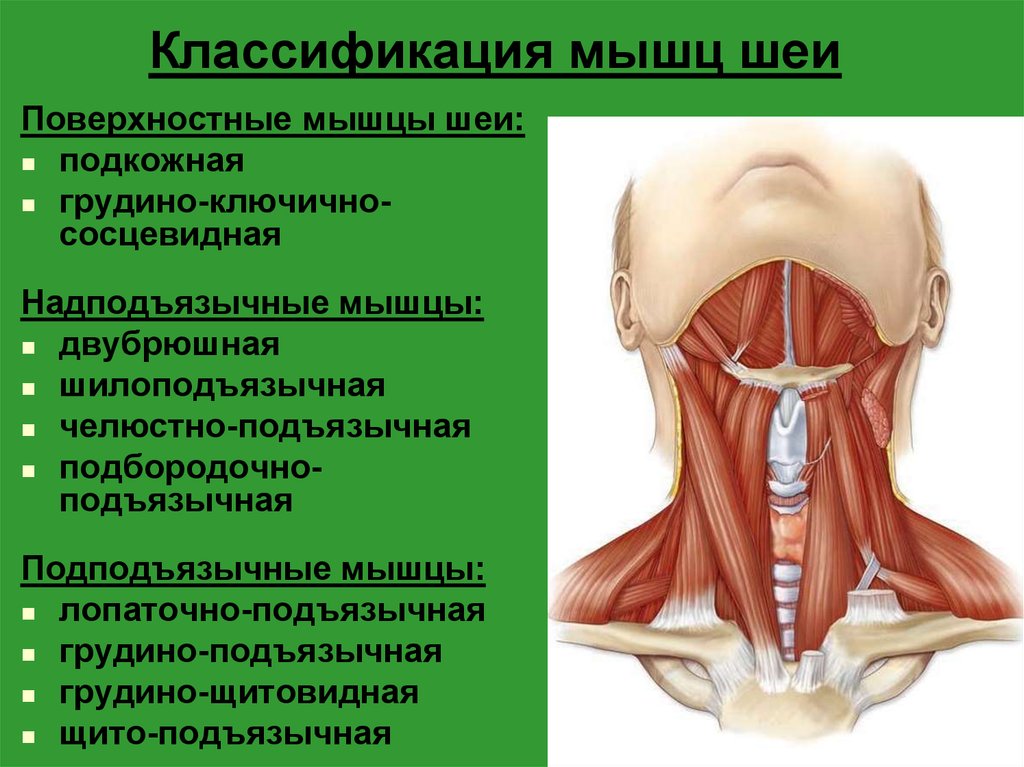 Шейные мышцы. Поверхностные мышцы шеи анатомия таблица. Грудино подъязычная мышца шеи анатомия. Надподъязычные мышцы шеи анатомия. Надподъязычные мышцы шеи таблица.