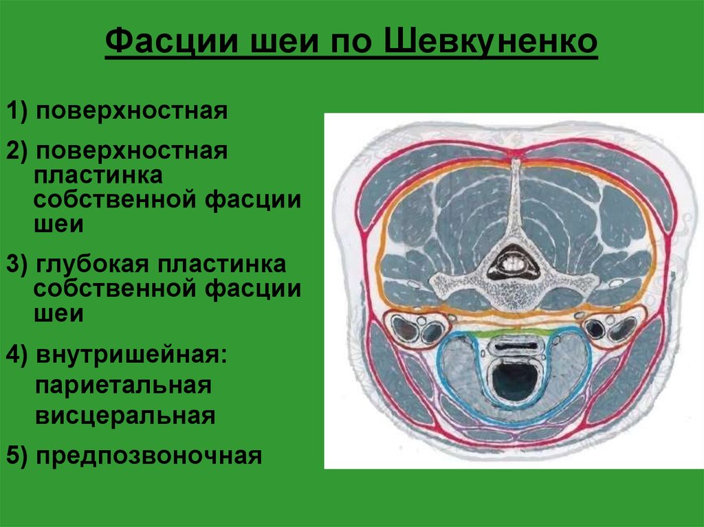 Фасции шеи рисунок