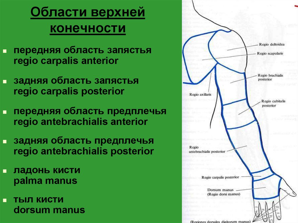 Предплечье рисунок где находится