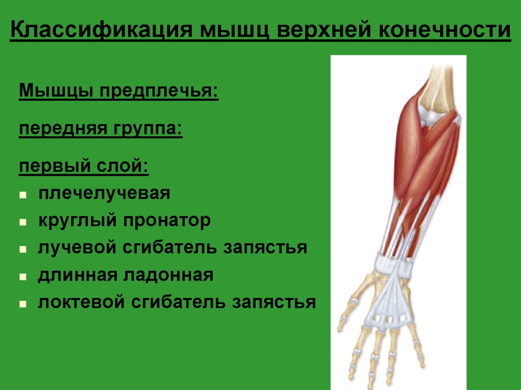 Презентация мышцы верхних конечностей