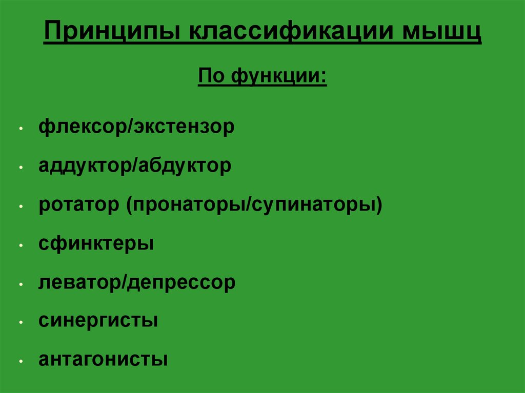 Принципы классификации. Принципы классификации мышц. Перечислите основные принципы классификации мышц. Назовите основные принципы классификации мышц.. Назовите основные принципы классификации мышц своими словами.