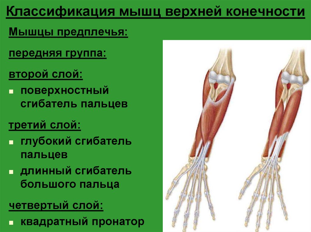 Поверхностный сгибатель пальцев. Глубокий сгибатель пальцев m. Flexor digitorum Profundus. Мышцы верхней конечности. Квадратный пронатор. Мышцы предплечья передняя группа 3 слой. Мышцы предплечья передняя группа второй слой.