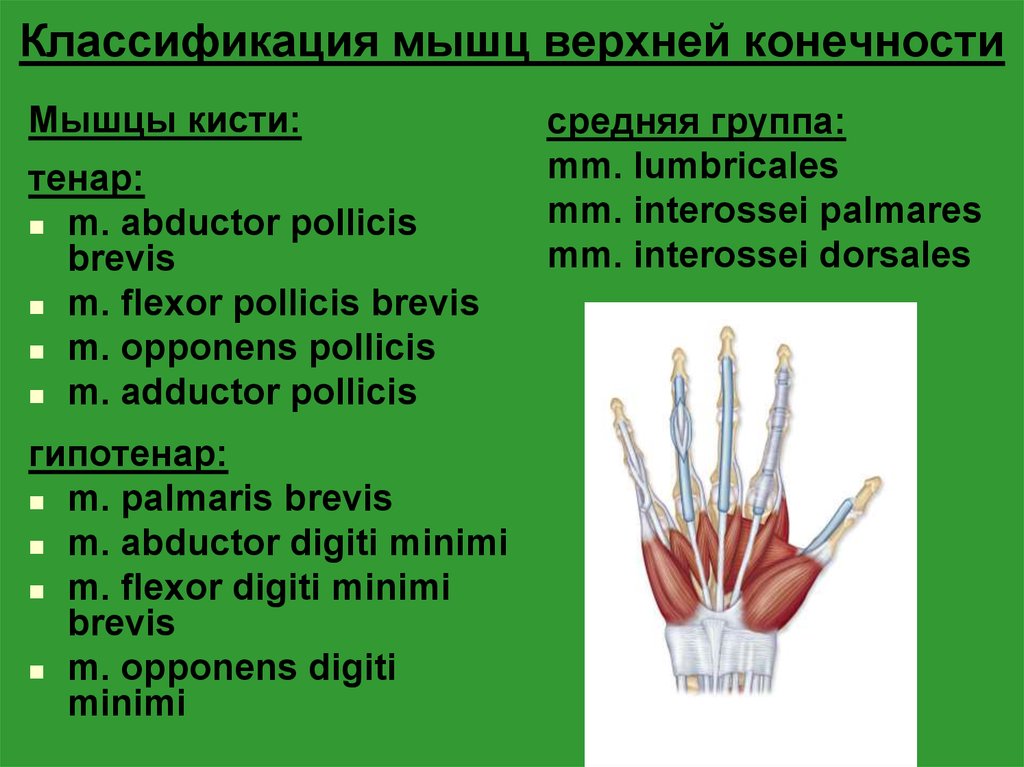 Тенар и гипотенар. Мышцы кисти Тенар и гипотенар. Иннервация мышц гипотенара. Мышцы гипотенара кисть. Abductor pollicis Brevis.
