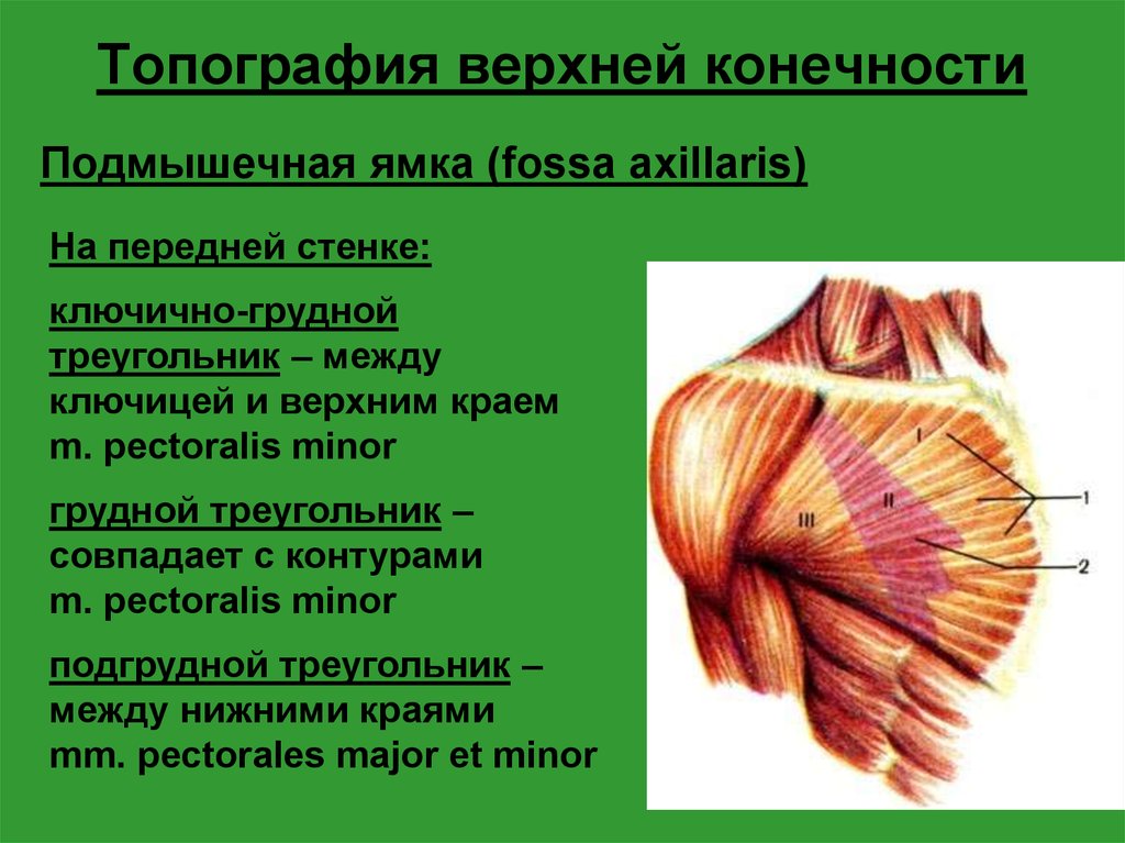 Подмышечная область анатомия. Подмышечная ямка анатомия топография. Fossa axillaris топографическая анатомия. Подмышечная ямка топография стенки. Мышцы подмышечной впадины анатомия.