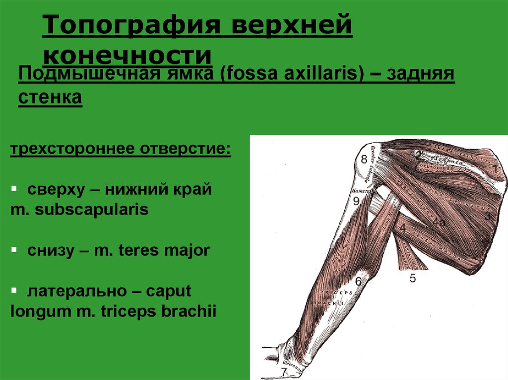 Подмышечная полость. Fossa axillaris стенки. Топографические образования верхней конечности. Подмышечная ямка (Fossa axillaris). Топография Fossa axillaris.