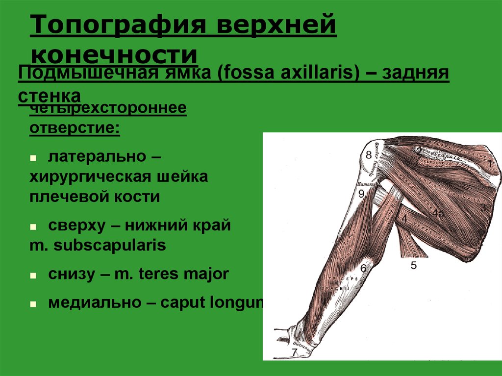 Топография конечностей. Подмышечная ямка (Fossa axillaris). Fossa axillaris стенки. Топография мышц верхней конечности. Топография свободной верхней конечности.