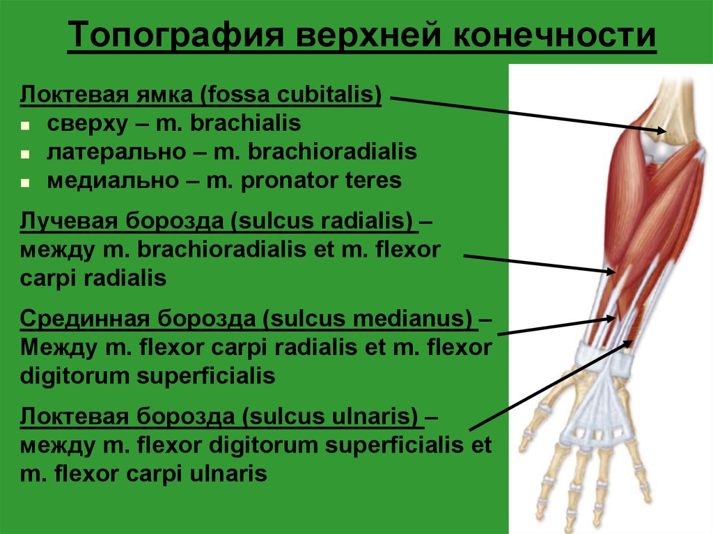 Верхний медиальный и латеральный