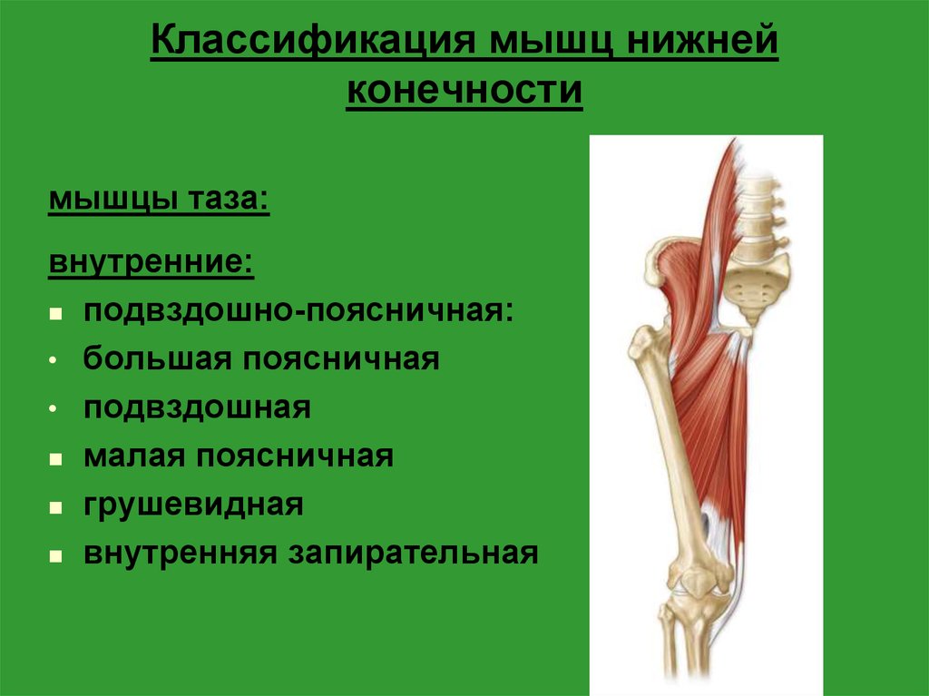 Нижний внутренний. Классификация мышц нижних конечностей. Мышцы тазового пояса классификация. Мышцы нижней конечности мышцы таза функции. Классификация мышц нижних конечностей схема.