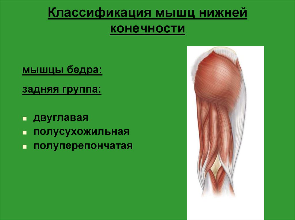 Классификация мышц. Классификация мышц нижних конечностей. Мышцы бедра классификация. Классификация мышц верхних и нижних конечностей. Классификация мышц стопы.