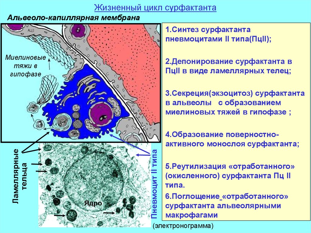 Мембрана синтез. Сурфактант гистология. Альвеоло капиллярная мембрана. Синтез легочного сурфактанта. Лёгочный сурфактант.