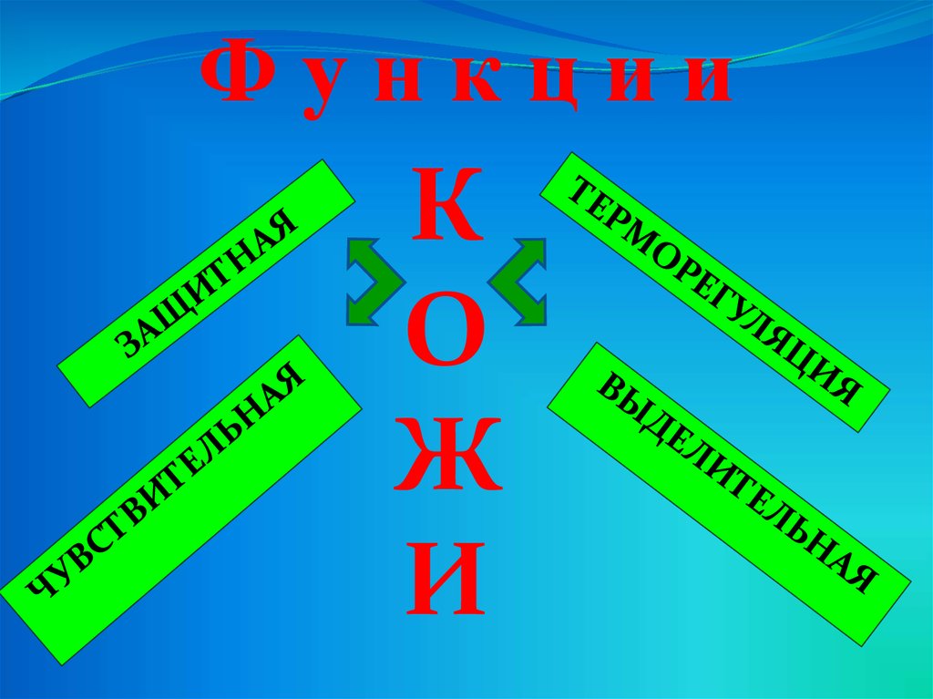 Кожа терморегуляция презентация