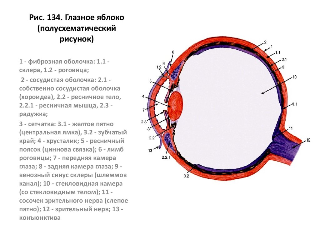 Роговица рисунок гистология