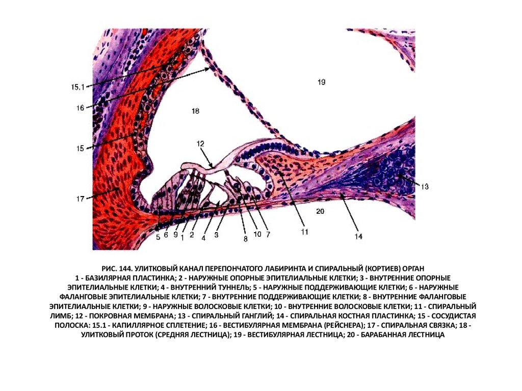 Мембраны внутреннего уха. Улитка Кортиев орган гистология. Кортиев орган строение гистология. Орган слуха Кортиев орган гистология. Улитковый канал и спиральный Кортиев орган препарат гистология.