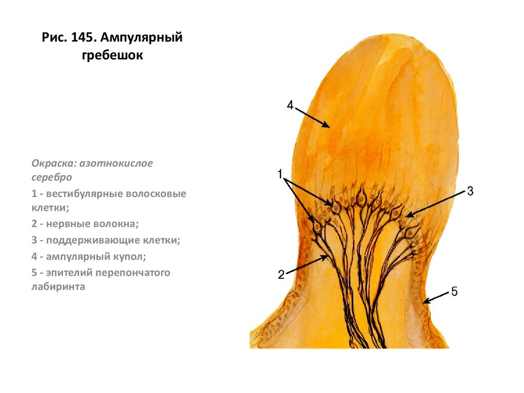 Схема строения ампулярного гребешка