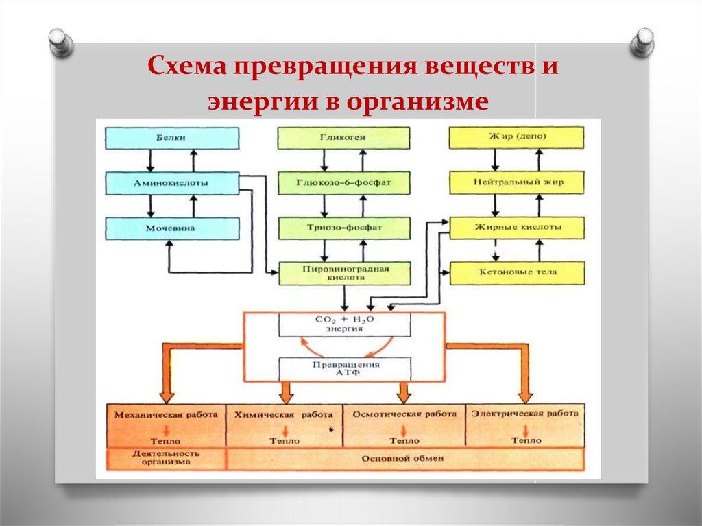 Обмен веществ и превращение энергии презентация