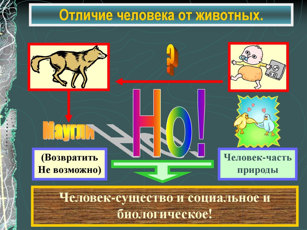 Человек от животного отличается. Отличие человека от животного. Биологические и социальные отличия человека от животного. Схема отличия человека от животного. Человека от животного отличает разум.