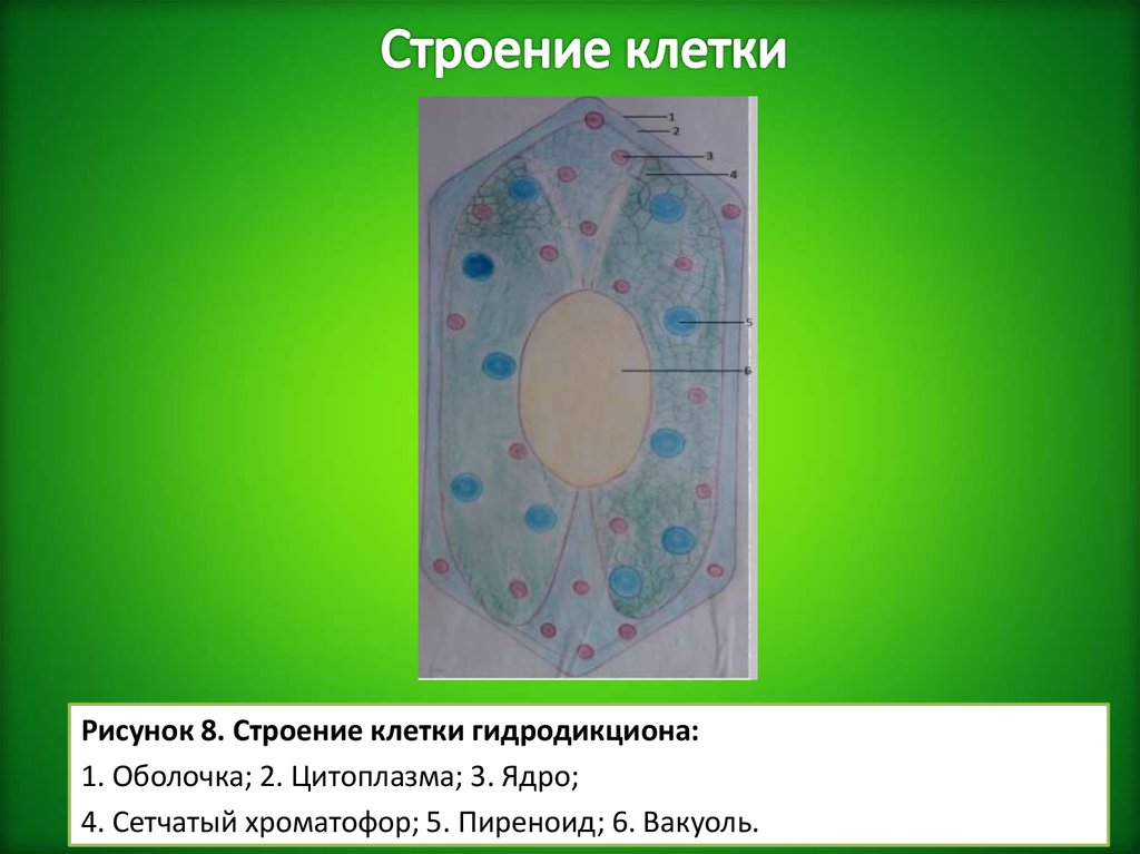 Строение цитоплазмы рисунок. Hydrodictyon строение клетки. Отдельная клетка гидродикциона строение. Цитоплазма рисунок. Строение клетки березы.