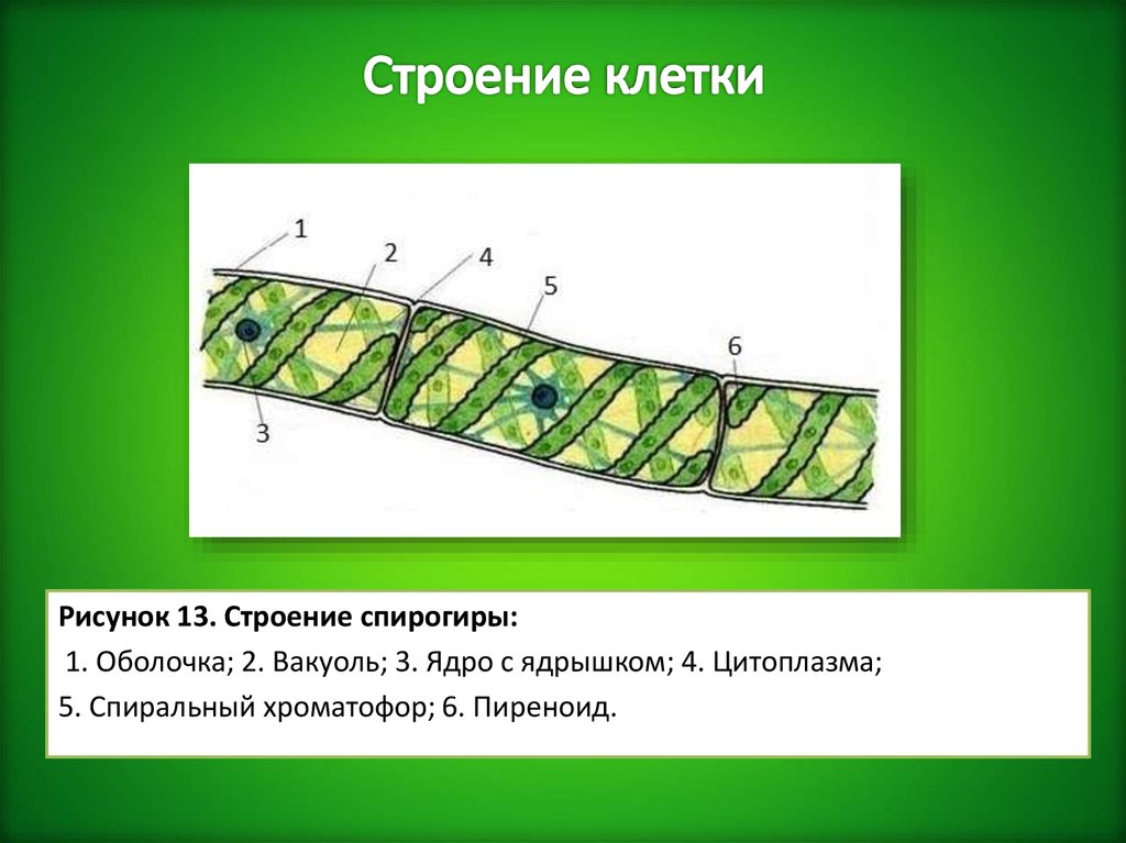 Спирогира многоклеточная. Спирогира водоросль строение. Части клетки спирогиры оболочка. Строение таллома спирогиры. Строение спирогиры под микроскопом.