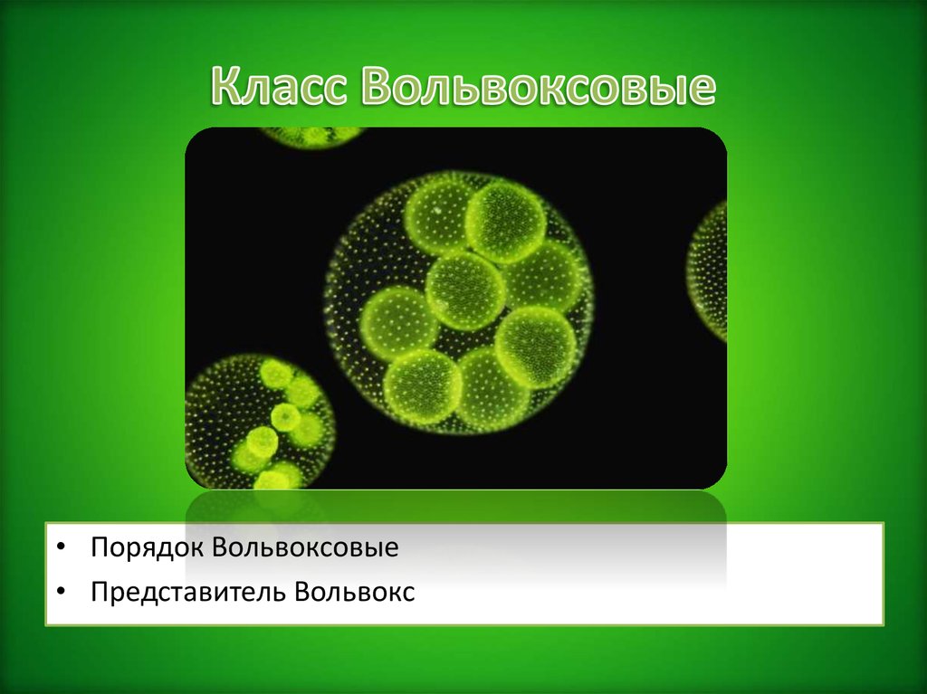 Вольвокс относится к. Класс Вольвоксовые. Вольвокс отряд. Вольвоксовые водоросли представители. Отдел зеленые водоросли вольвокс.