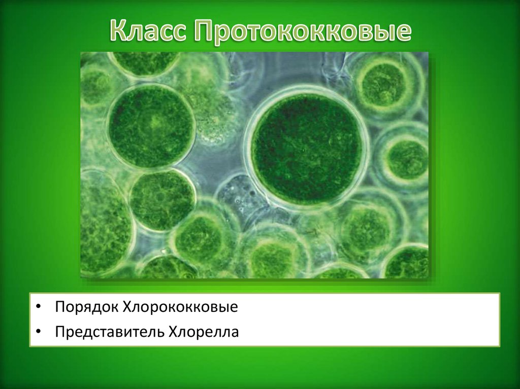 Хлорелла группа растений. Протококковые водоросли. Протококковые водоросли представители. Класс протококковые. Хлорококковые водоросли.