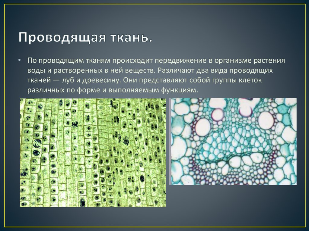 Трахеиды ткани растений. Проводящая растительная ткань. Проводная ткань растений. Ткани растений.