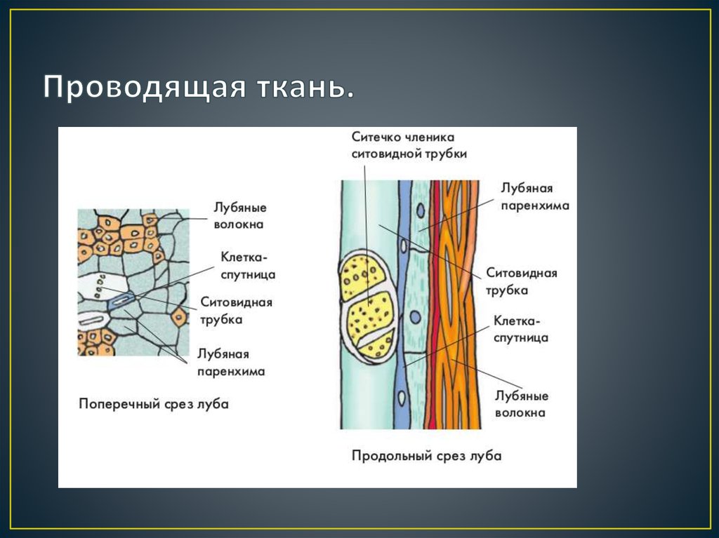 Ситовидная клетка флоэмы
