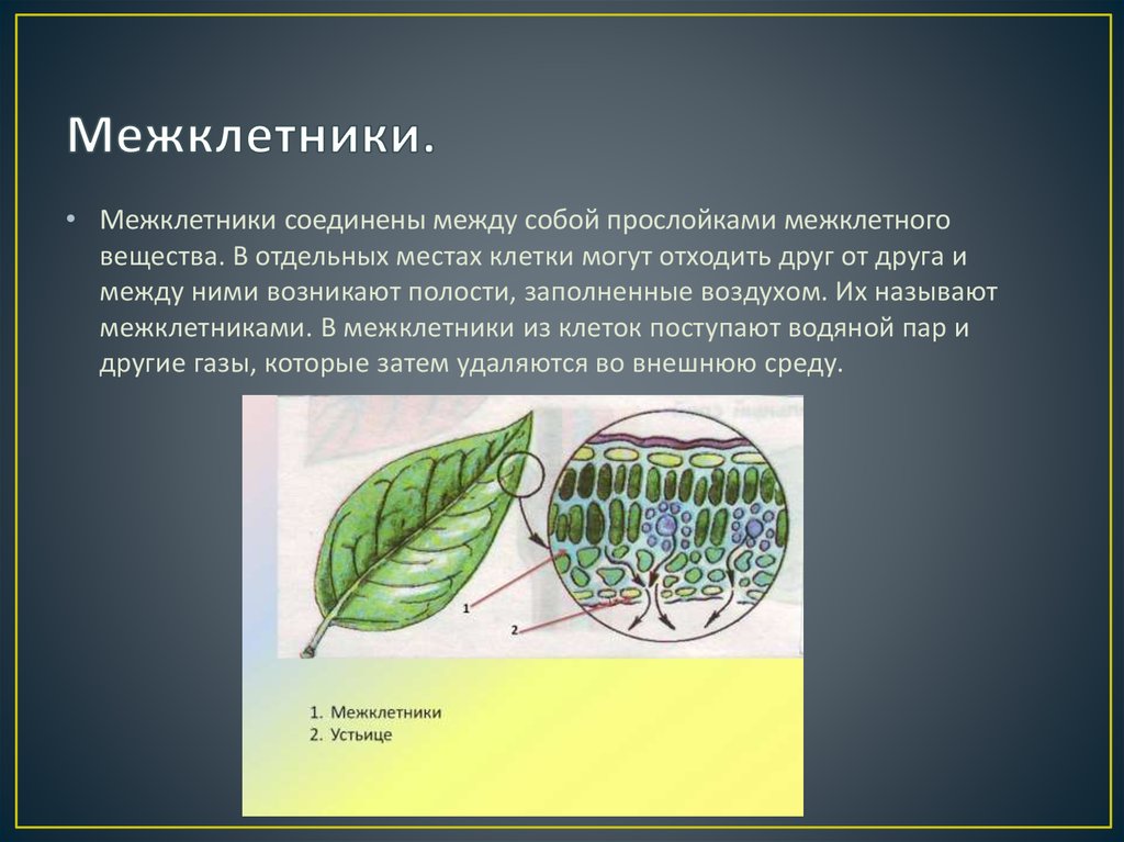 Не все клетки растений способны делиться